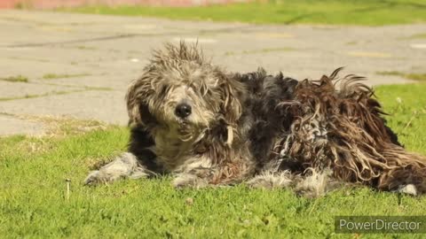 Cute dogs looking a cute pets