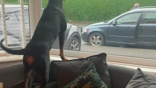 Rottweiler Extremely Happy to See Grandparents