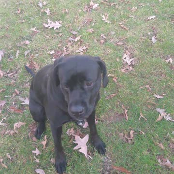 Little Luci Lu Tantrum