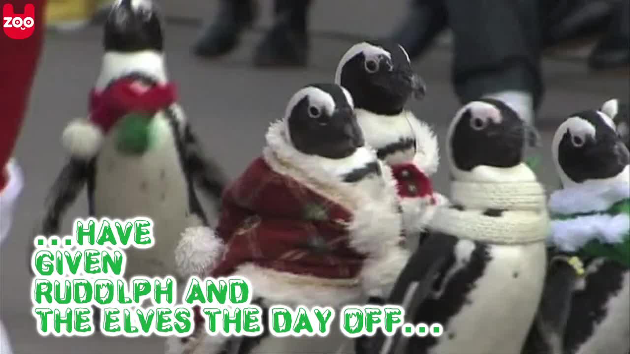 Penguins Become Elves