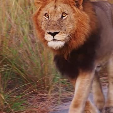 Stare Into the Eyes of a Lion