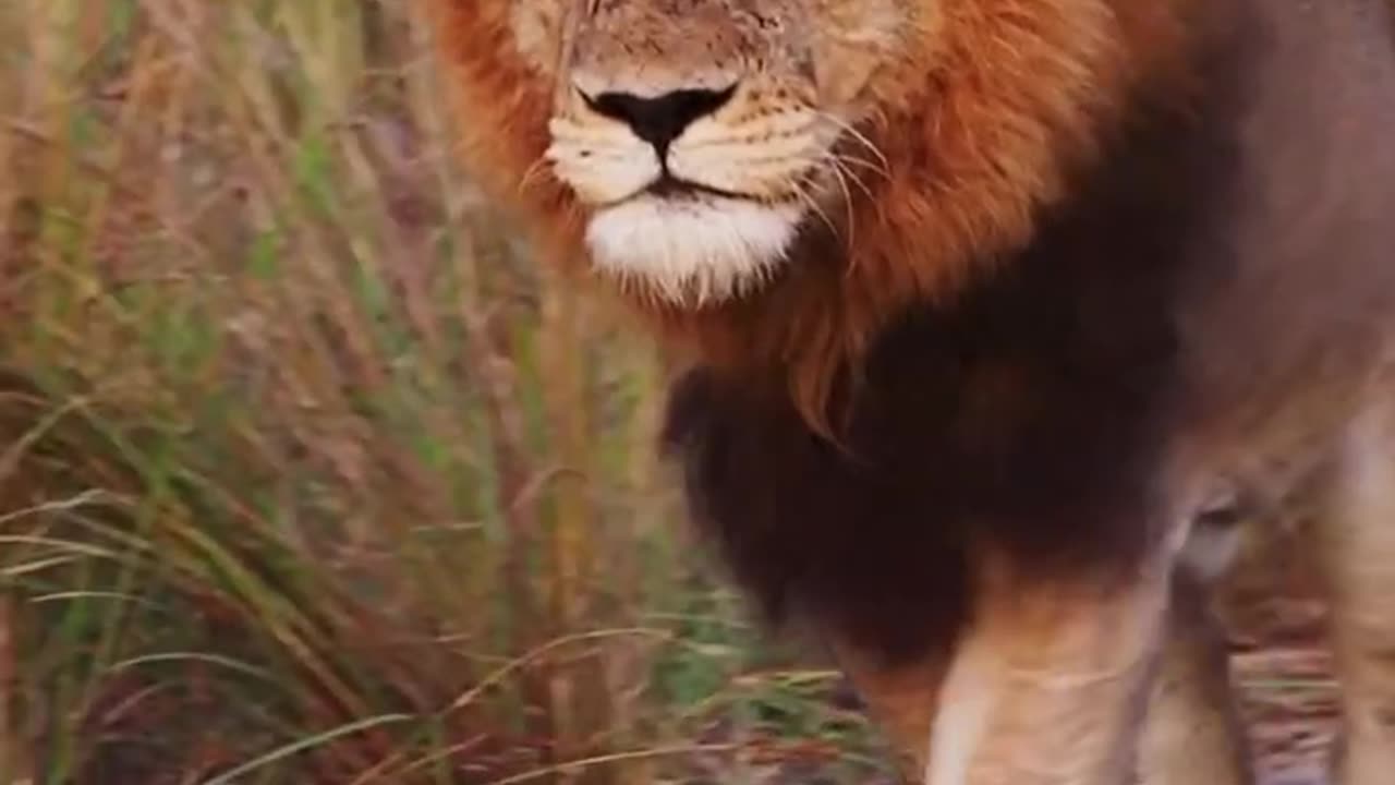 Stare Into the Eyes of a Lion