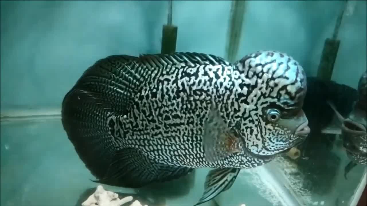 Top 10 Most Famous Flowerhorn Fish Breeds