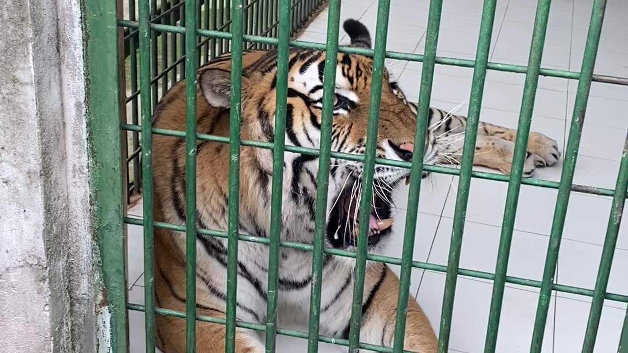 Tiger roaring very loud at zoo