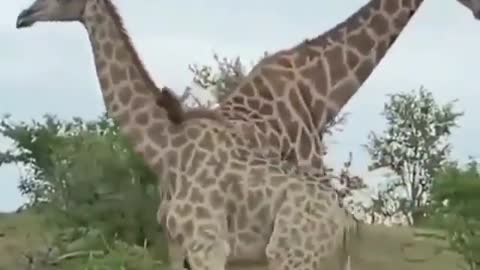 Cute and adorable animal behavior makes anyone happy to see it