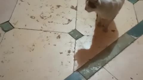 My cat play with me