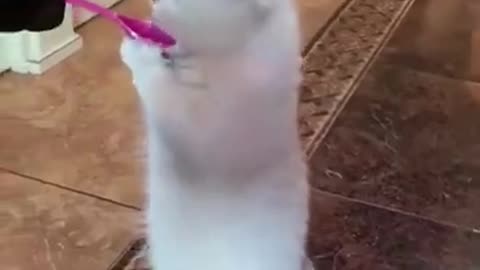 Funny cat