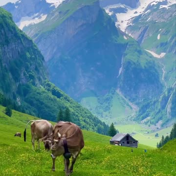 Spring vibes Switzerland 🇨🇭 Joy Funny Factory