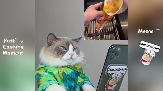 Cat Cooking Food ASMR