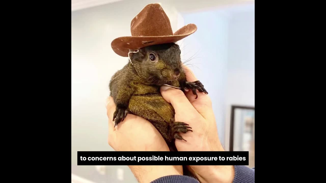 Peanut, who has amassed more than half a million Instagram followers