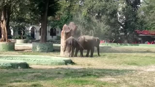 Cute Elephant || Funny Moment