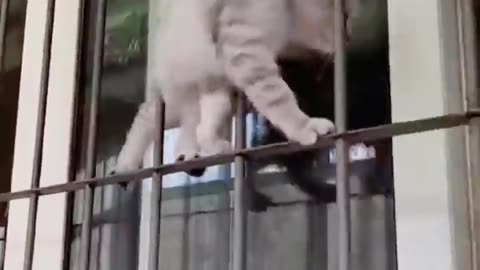 Funny cats won't let you down-animals lol moments