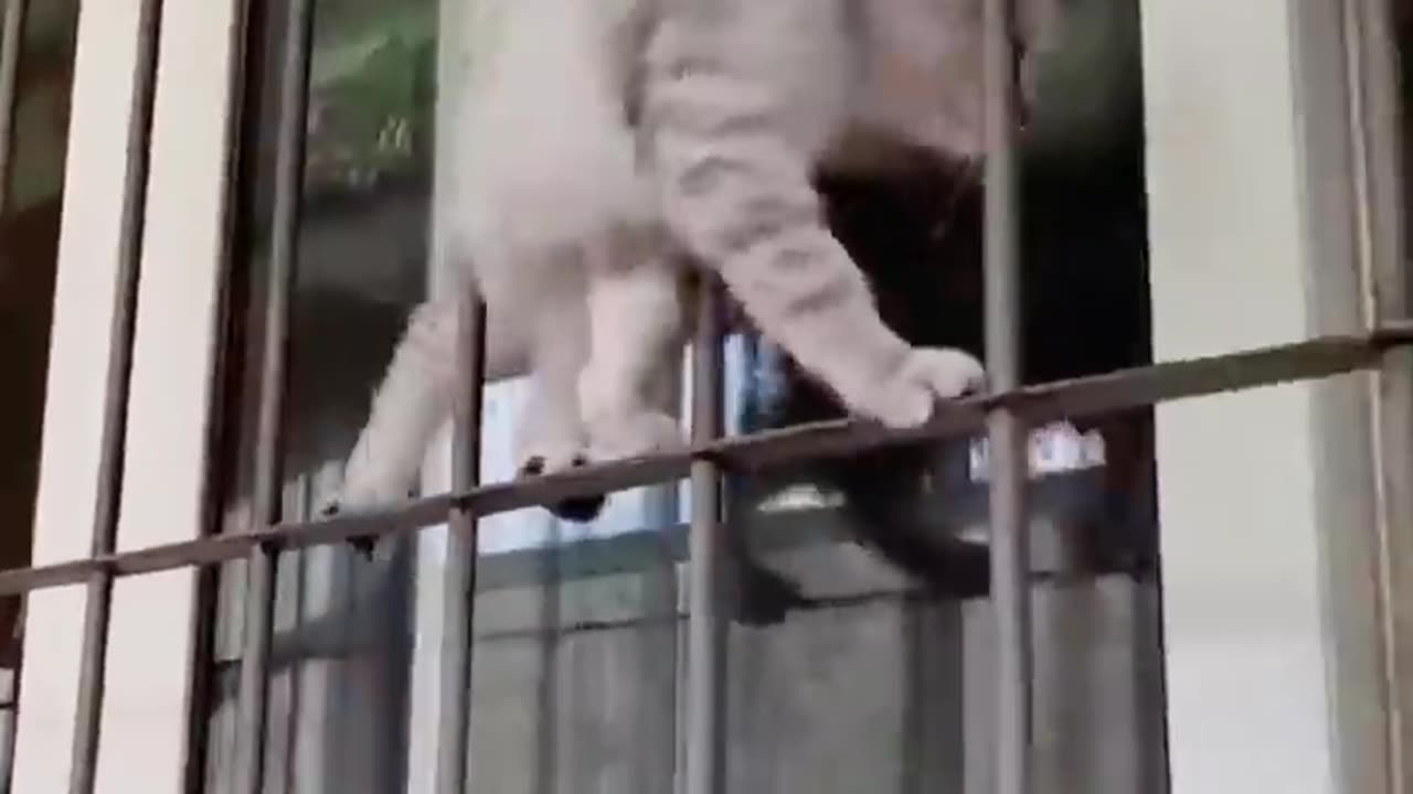 Funny cats won't let you down-animals lol moments
