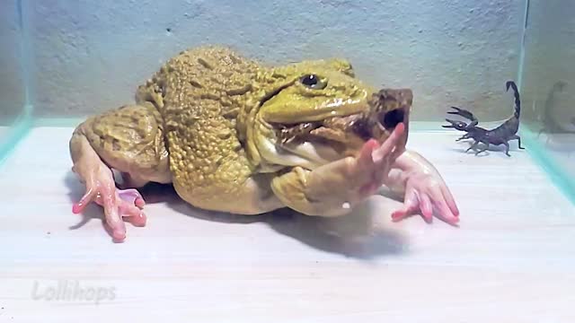 Giant Asian Bullfrogs Favorite Big Tree Lizard