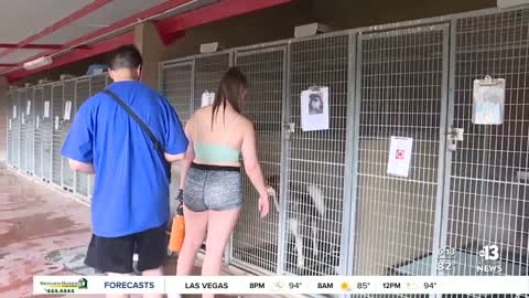 Las Vegas animal shelter reduces adoption fees in August