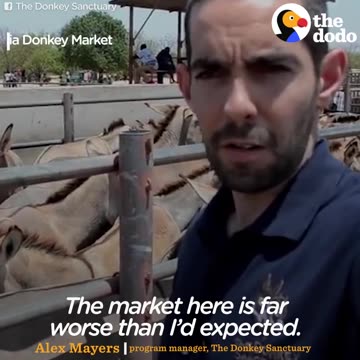 Pet Donkeys Are Being Stolen For Their Skins