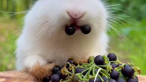 Cute rabbit