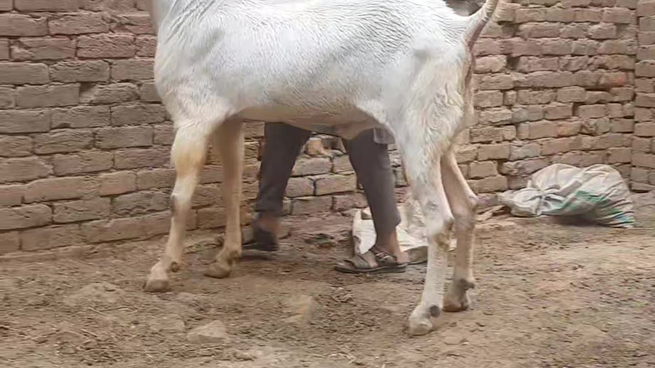 I love animals 😘 Do you like animals?please like my channel