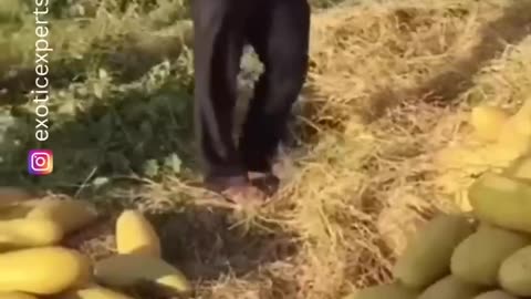 The end 😂😂😂 #funny #viral #shorts #funnyvideos #trustedhumor