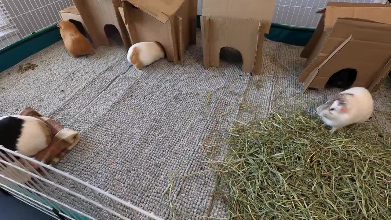 Happy guinea pigs wheeking and squeaking!