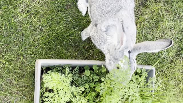 Alfred enjoying carrot