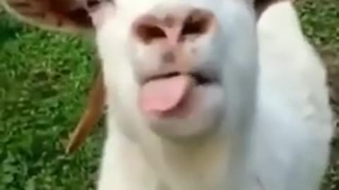 Funny goat vice