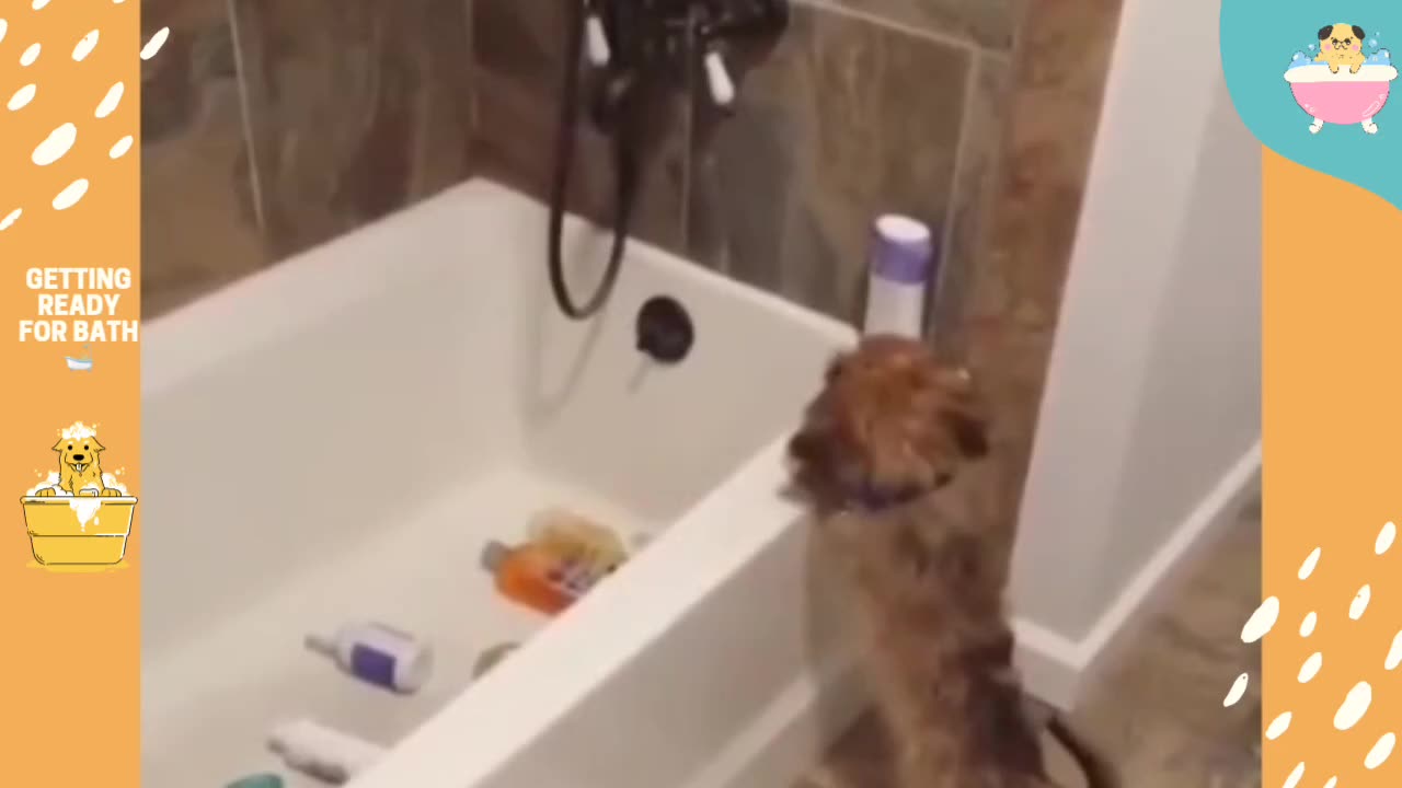 Cute dog getting ready for bath and choosing all that he needs for his 🚿 bath