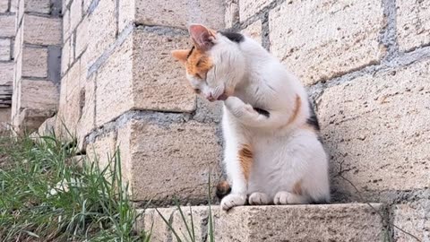 A cute cat cleans its hands.