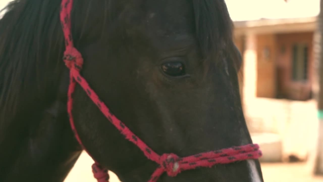 Close-up Video of a Horse Head