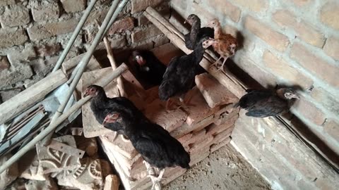 Hen Farming In home