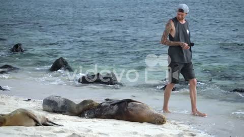 Male Tourist Walking Past Galapagos Sea Lions On On Playa Punta Beach At San Cristobal Island Record