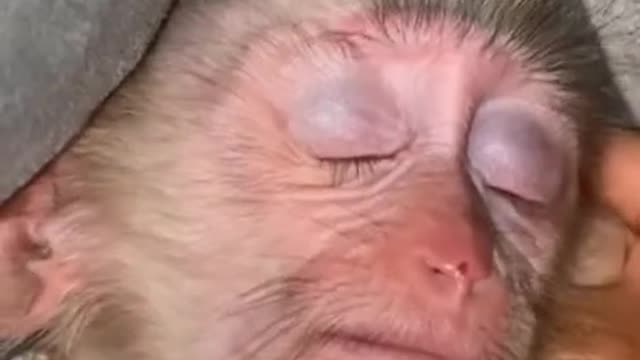 Baby monkey fight sleep