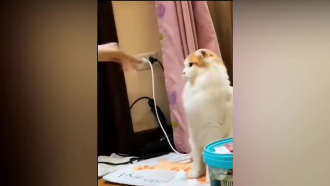 Cat best funny videos