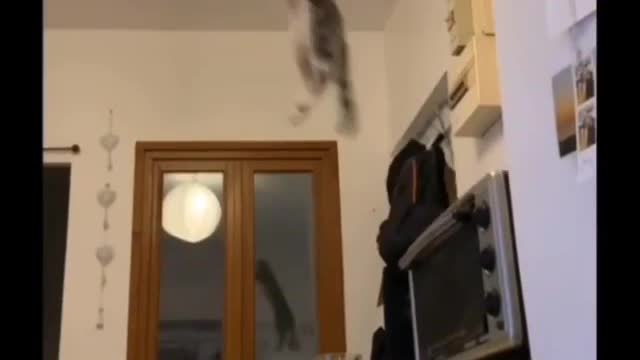 The cat's incredible jump into the air