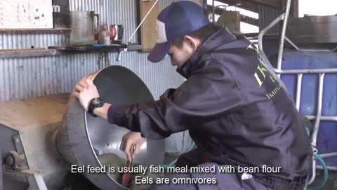 Asia Eel Grow to Harvest and Processing - Eel Farm Technology - Japan Aquaculture