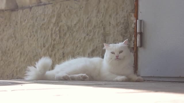 White cat with blue eyes on the street