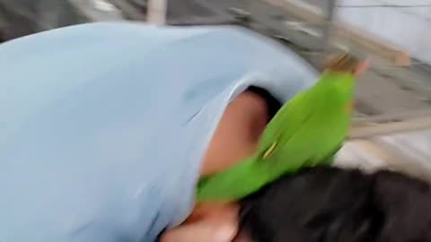 Funny Parrot