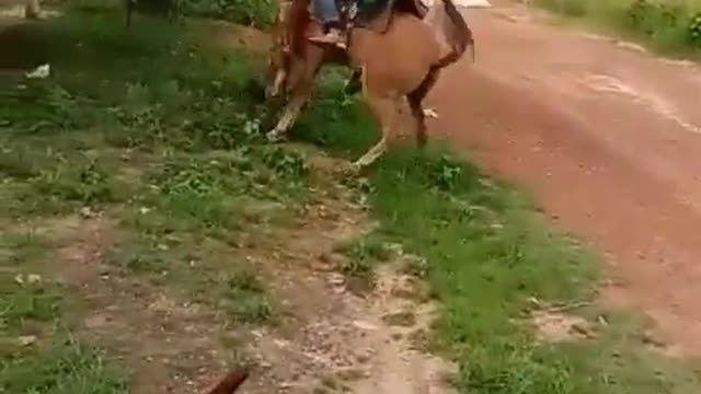 A runaway horse