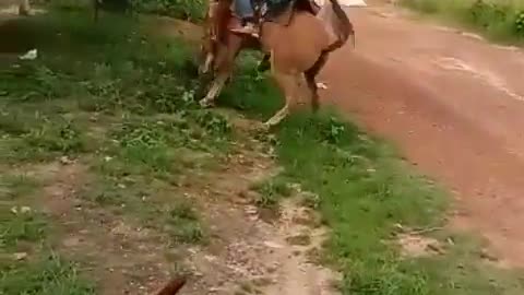 A runaway horse