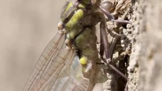 Alien Dragonfly Emergence Time-lapse