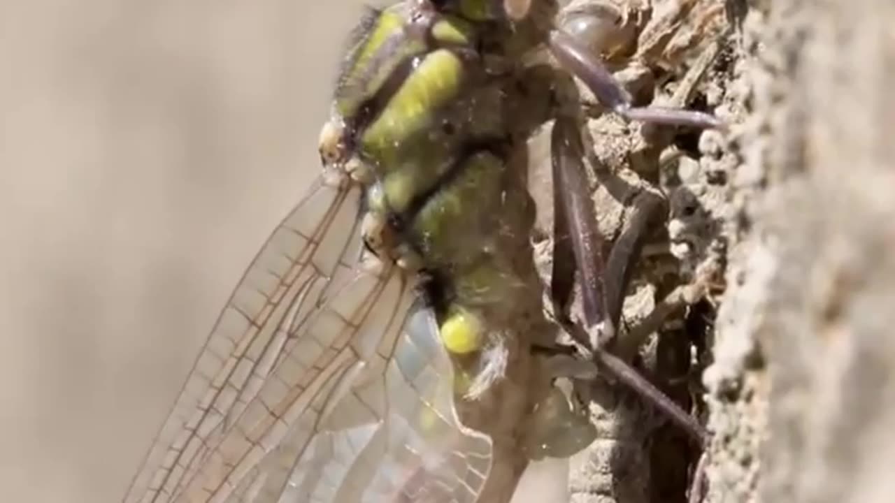 Alien Dragonfly Emergence Time-lapse