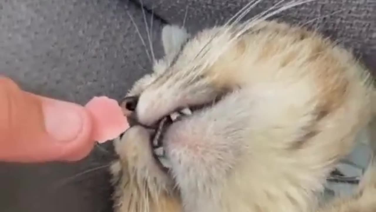 Funny Cat Videos