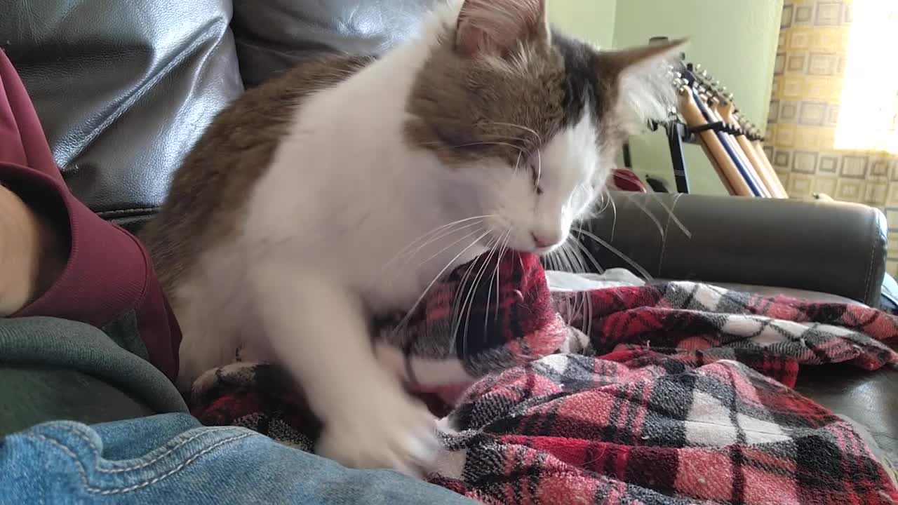 Buggy the Blind Kitten Makes Biscuits: Purry Boy