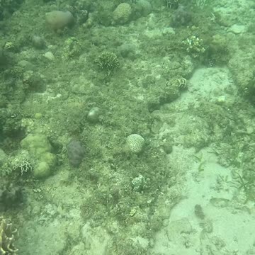 A Morning Snorkeling Adventure