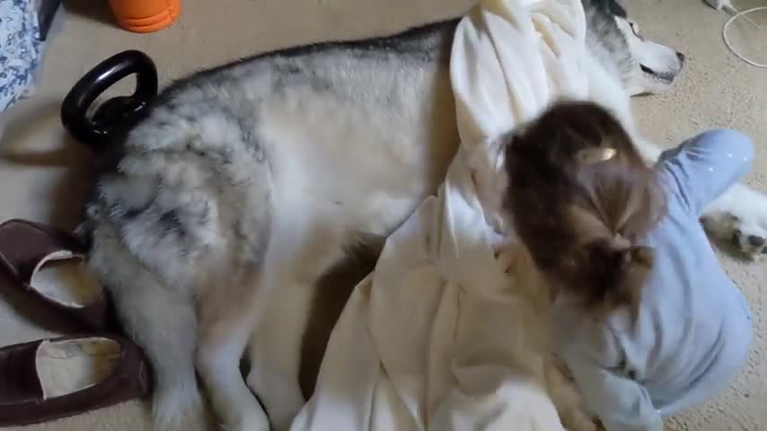 Precious little girl covers sleeping dog with a blanket