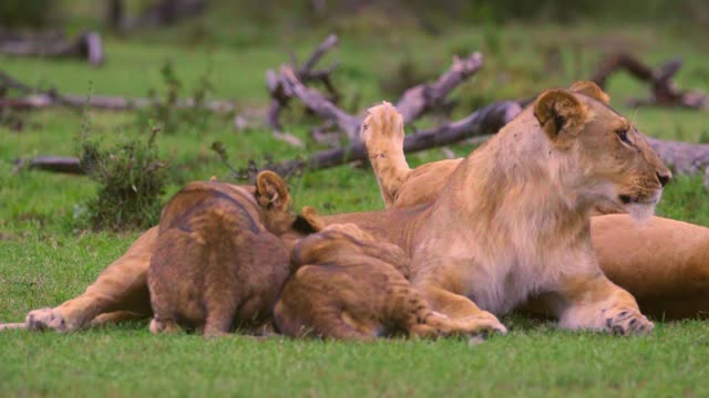 Lions Riding On A Swing For The Kids On The Playground