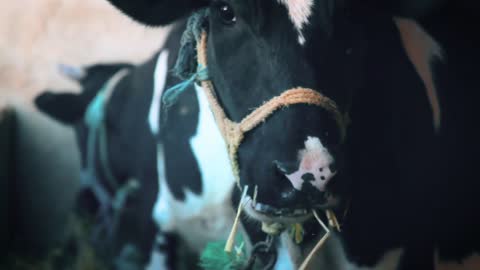 Cow Animal Agriculture Farm Farming Livestock