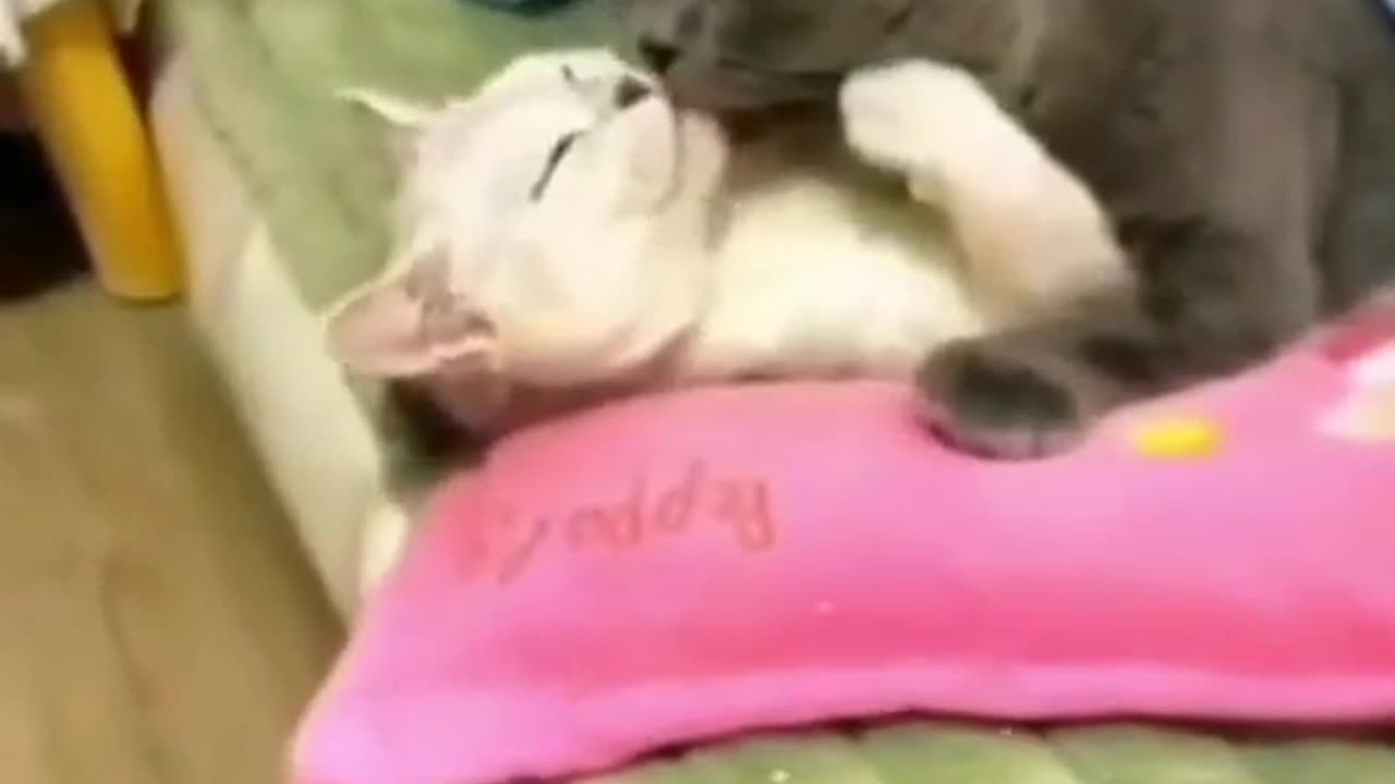 Get ready to laugh with these hilarious funny animal videos