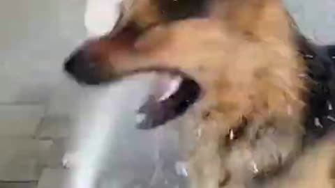 Funny thirsty dogs