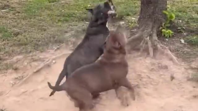 When your dog is more funny than you